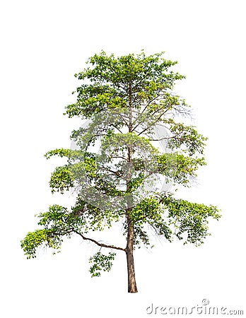 Wild Cinchona tree (Anthocephalus chinensis) Stock Photo