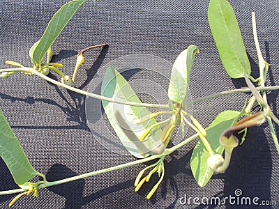 Aristolochia indica Eswara mooli twig Stock Photo
