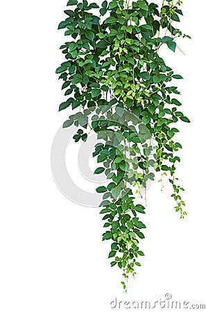 Wild climbing vine, Cayratia trifolia (Linn.) Domin. isolated on Stock Photo