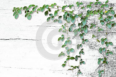 Wild climbing vines on white old wood background Stock Photo