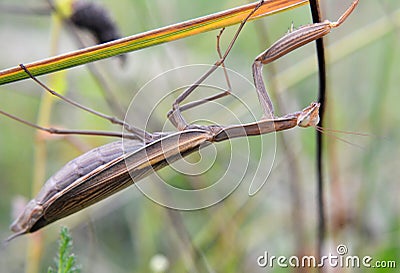 Close up of the predatory insect Mantis religiosa Stock Photo