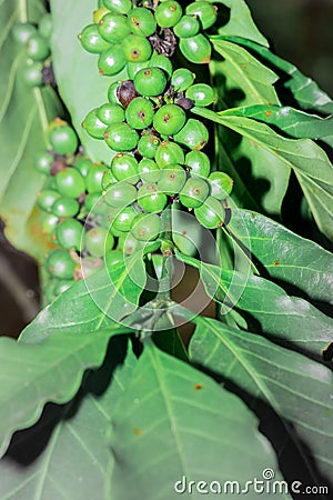 Coffee coffea beans and plant growing, Uganda, Africa Stock Photo