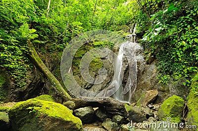 Wild Colombian Darien jungle Stock Photo