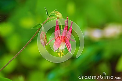 Aquilegia Canadensis - Wild Columbine Stock Photo