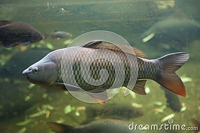 Wild common carp Cyprinus carpio Stock Photo