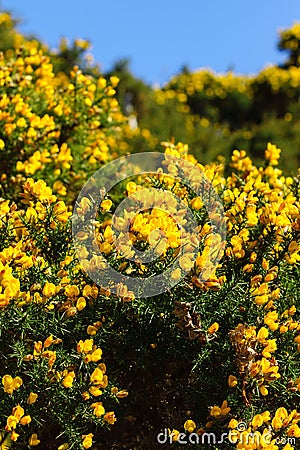 Wild Common Gorse Stock Photo