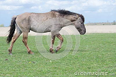 Wild Conic Stallion walking on pasture Stock Photo
