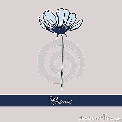 Wild Cosmos flower design isolated object Vector Illustration