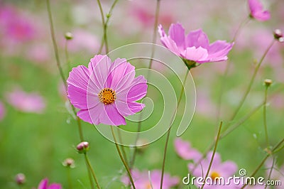 Wild cosmos flowers Stock Photo