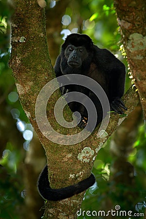 Wild Costa Rica. Mantled Howler Monkey Alouatta palliata, nature habitat. Black monkey sitting in forest. Black monkey tree. Anima Stock Photo