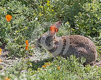 Wild Cottontail Brush Rabbit in spring grass Stock Photo