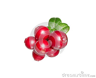 Wild cowberry (foxberry, lingonberry) on white Stock Photo