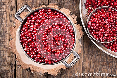 Wild cowberry foxberry, lingonberry Stock Photo