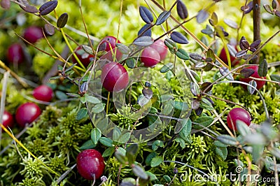 Wild cranberry Stock Photo