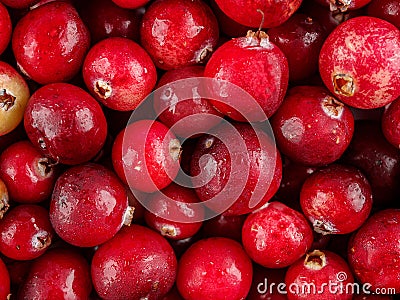 Wild cranberry berry, solid background Stock Photo