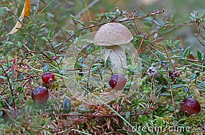 Wild cranberry mushrooms macro closeup photography Stock Photo