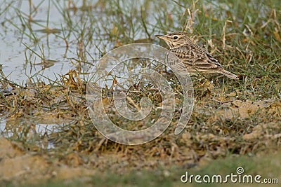 Crested Lark by a lagoon Stock Photo