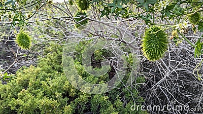 Wild Cucumber hanging on a vine (Marah fabacea Stock Photo