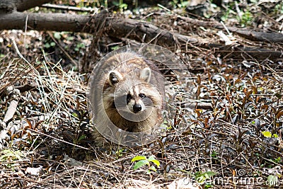 A wild raccoon inside the forest of Mount-Royal Stock Photo