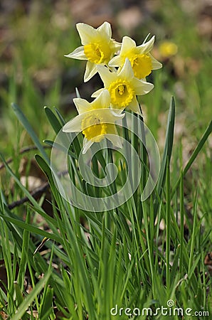 Wild Daffodil - Narcissus pseudonarcissus Stock Photo