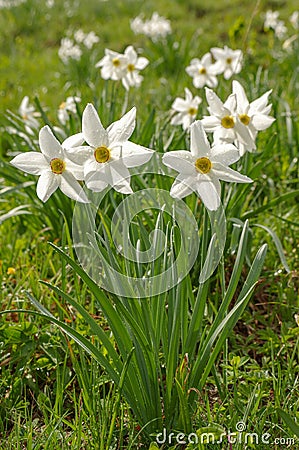 Wild Daffodils Field. Touch Of Spring Stock Photo