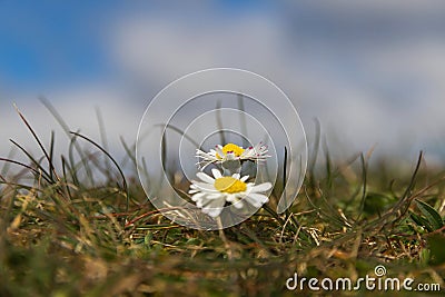 Wild Daisies Detail Stock Photo