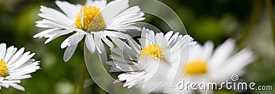 Wild daisies flowers for natural gardening, springtime and sustainable environment Stock Photo