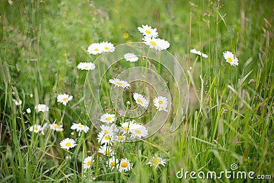 Wild daisy flowers growing in the green field, image of lovely chamomile Stock Photo