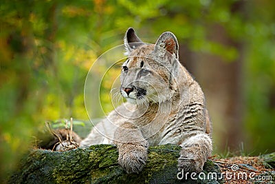 Wild danger animal in green vegetation. Big cat Cougar, Puma concolor, hidden portrait of dangerous animal with stone, USA. Wildli Stock Photo