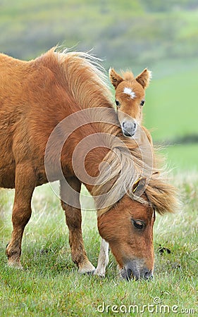 Wild Dartmoor mother and foal Stock Photo