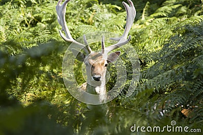 Wild deer Stock Photo