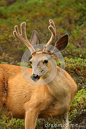 Wild deer Stock Photo