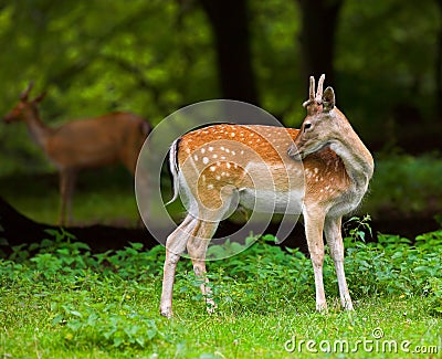 Wild deer Stock Photo