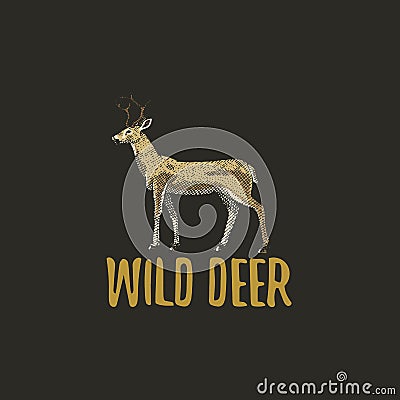 Wild deer engraved hand drawn in old sketch style, vintage animals. logo or emblems, retro label and badge. Vector Illustration