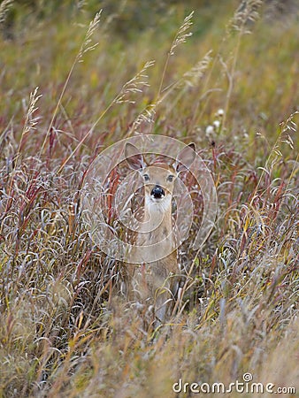 Wild deer Fawn Stock Photo