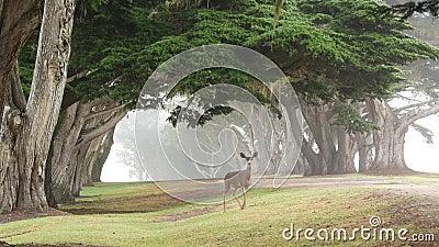 Wild deer grazing. Fawn animal, cypress trees tunnel or corridor in foggy forest Stock Photo