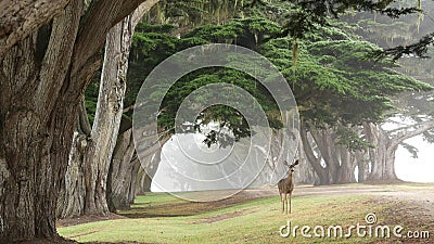 Wild deer grazing. Fawn animal, cypress trees tunnel or corridor in foggy forest Stock Photo