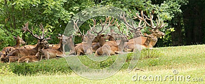 Wild deer group Stock Photo