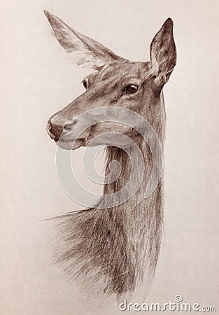 Wild deer head sepia toned pencil drawing Stock Photo