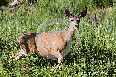 Wild Deer on the High Plains of Colorado Stock Photo