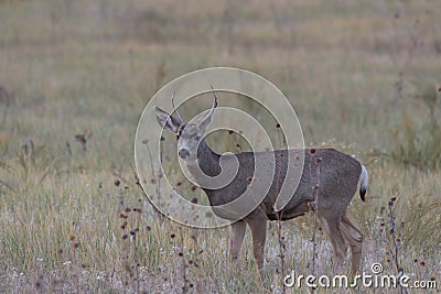 Wild Deer on the High Plains of Colorado Stock Photo