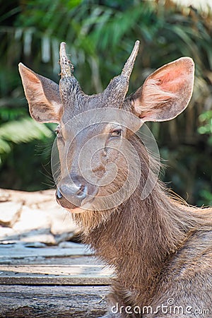 Wild deer living in the natural forest in the evening of good weather. Stock Photo