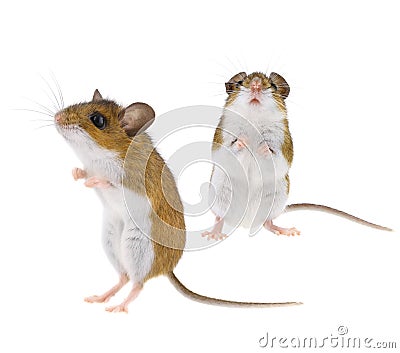 Wild Deer Mice - Peromyscus Stock Photo