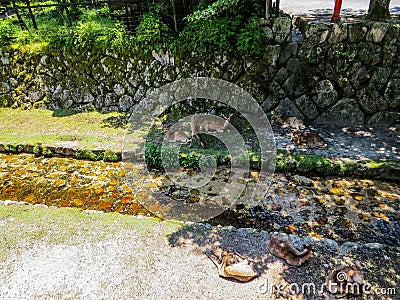 Wild deers resting by the brook Stock Photo