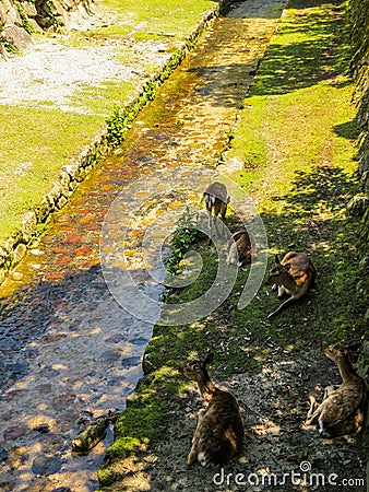 Wild deers resting by the brook Stock Photo