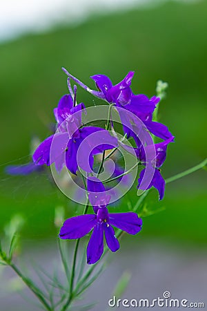 Wild Delphinium or Consolida Regalis, known as forking or rocket larkspur. Field larkspur is herbaceous, flowering plant of the Stock Photo