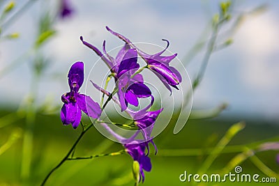 Wild Delphinium or Consolida Regalis, known as forking or rocket larkspur. Field larkspur is herbaceous, flowering plant of the Stock Photo