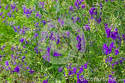 Wild Delphinium or Consolida Regalis, known as forking or rocket larkspur. Field larkspur is herbaceous, flowering plant of the Stock Photo