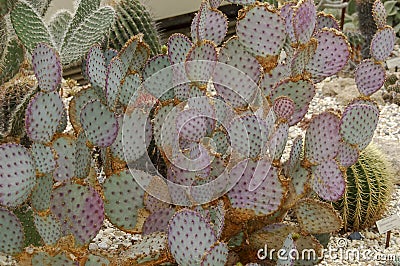 Wild desert cactus flower or cacti bloom Stock Photo