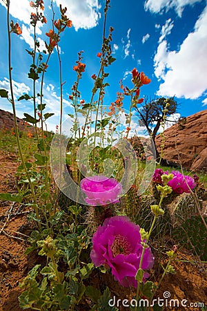 Wild Desert Flowers Blossoms Utah Landscape Vertical Composition Stock Photo